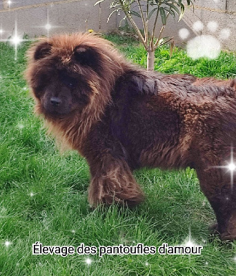 Étalon Chow Chow - Violette des Pantoufles d'Amour
