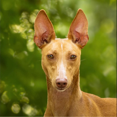 Étalon Cirneco dell-Etna - Versailles Du Domaine D’Emavina