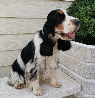 Étalon Cocker Spaniel Anglais - Valou du haras de la batia