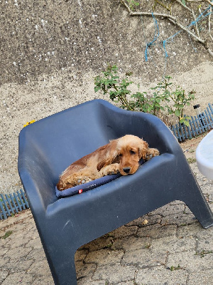 Étalon Cocker Spaniel Anglais - Vitamine des Terres aux étangs