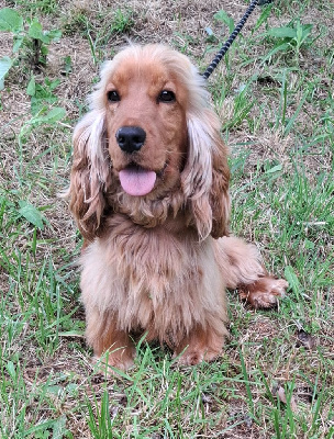 Étalon Cocker Spaniel Anglais - Uriane Du Domaine D'hakyna
