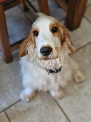 Étalon Cocker Spaniel Anglais - Vanille coeur caramel Du Domaine Des Crocs D'Ivoire