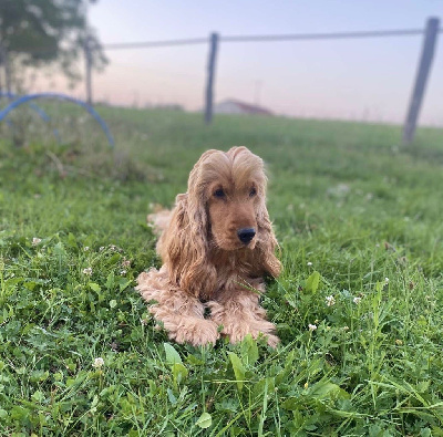 Étalon Cocker Spaniel Anglais - Dream Of Best In Show Valentin