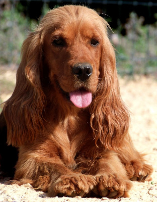 Étalon Cocker Spaniel Anglais - Shelby De sandie landes