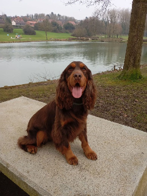 Étalon Cocker Spaniel Anglais - Uber du domaine des honos