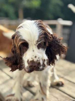 Étalon Cocker Spaniel Anglais - Vivaldi Du Pays Des Petits Chenapans