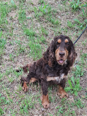 Étalon Cocker Spaniel Anglais - Ulki Du Domaine Des Robertaines