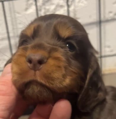 Étalon Cocker Spaniel Anglais - Amanda dite bibounette Esperanza Del Sueño