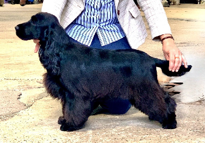 Étalon Cocker Spaniel Anglais - West end girl The Garden Of Yton