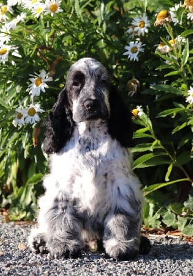 Étalon Cocker Spaniel Anglais - Armani giorgio of Never Say Goodbye