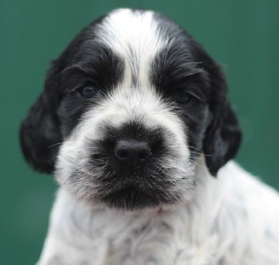 Étalon Cocker Spaniel Anglais - Armoria du Domaine de Kérarzic Vilin