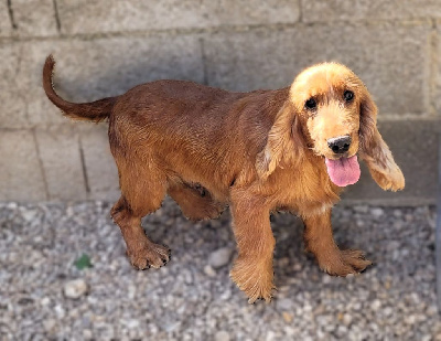 Étalon Cocker Spaniel Anglais - Ondine Feeldjy