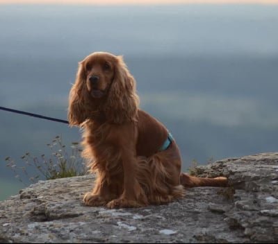 Étalon Cocker Spaniel Anglais - Smoothie of caniland's dream