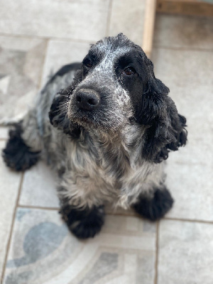Étalon Cocker Spaniel Anglais - Okavango Blue Urania