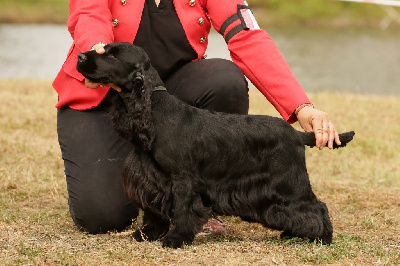 Étalon Cocker Spaniel Anglais - Mèden Âgan Rubber soul