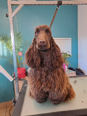 Étalon Cocker Spaniel Anglais - Triana (Sans Affixe)