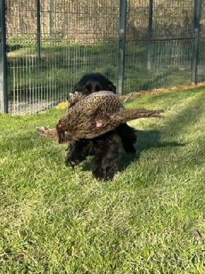 Étalon Cocker Spaniel Anglais - Vixen des Etangs de Dame Blanche
