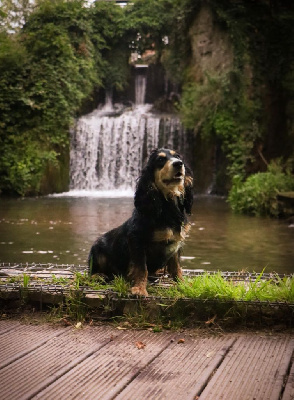 Étalon Cocker Spaniel Anglais - Vania du domaine des honos