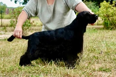 Étalon Cocker Spaniel Anglais - Mèden Âgan Time after time