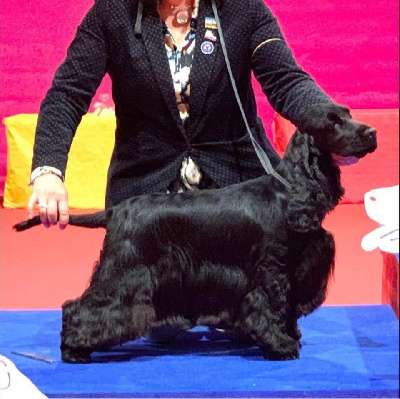 Étalon Cocker Spaniel Anglais - Mèden Âgan The dark side of the moon