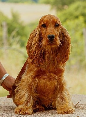 Étalon Cocker Spaniel Anglais - Volverine Des terres froides