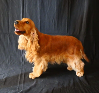 Étalon Cocker Spaniel Anglais - Ulane du rieu grand