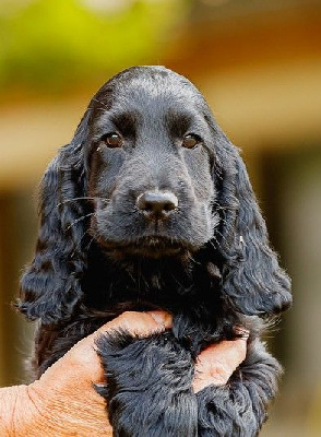 Étalon Cocker Spaniel Anglais - Aula Des terres froides