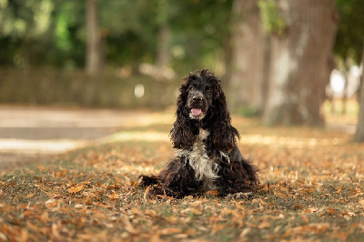 Étalon Cocker Spaniel Anglais - Suzanne du Moulin de la Terrasse