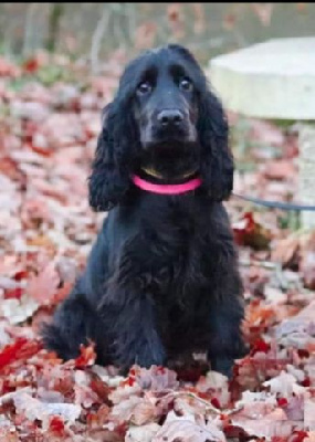 Étalon Cocker Spaniel Anglais - Reglisse (Sans Affixe)