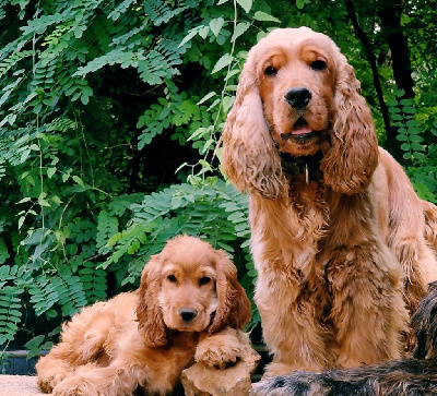 Étalon Cocker Spaniel Anglais - Unox dit ragnar des coleres de Zeus