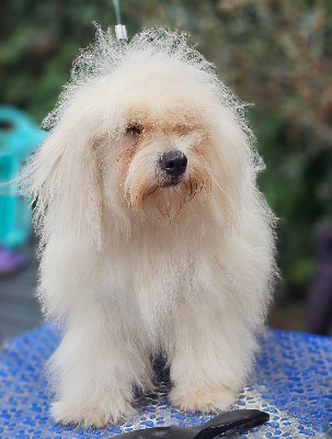 Étalon Coton de Tulear - Analamanga Cotton Smile Vynka