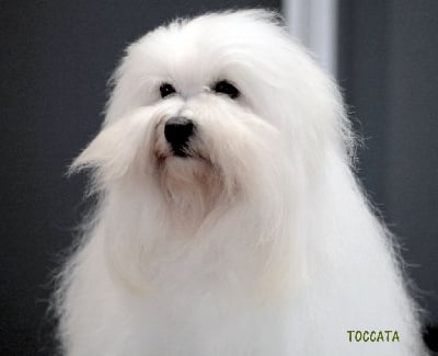 Étalon Coton de Tulear - CH. Toccata du Castel de la Roche aux Fées