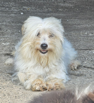 Étalon Coton de Tulear - Perla (Sans Affixe)