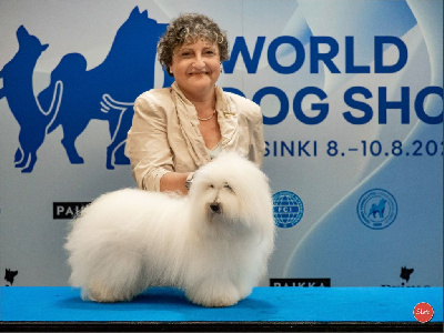 Étalon Coton de Tulear - Smartie vom cotonfeeling
