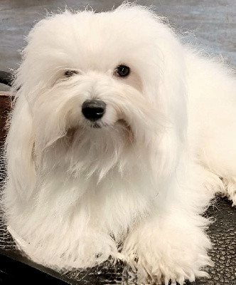 Étalon Coton de Tulear - du Castel de la Roche aux Fées Thya