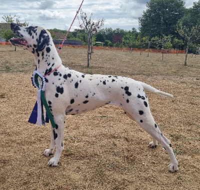 Étalon Dalmatien - Venus twinkle little star Du Clos De Patch