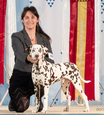 Étalon Dalmatien - CH. nel costadi Babylon's hanging gardens