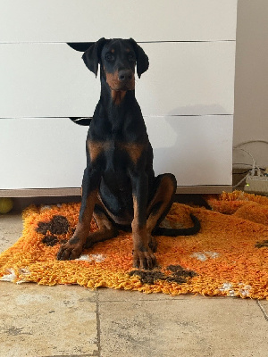 Étalon Dobermann - Venise (Sans Affixe)