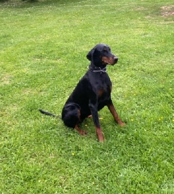 Étalon Dobermann - Tosca Vom heckendorf