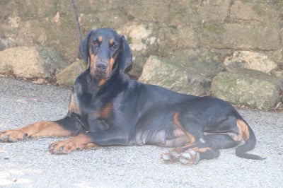 Étalon Dobermann - Umpa De Courteval