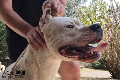 Étalon Dogo Argentino - Valdes cerro de los condores