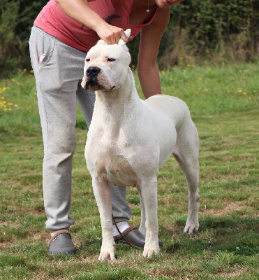 Étalon Dogo Argentino - Vega De La Notte Di Cane