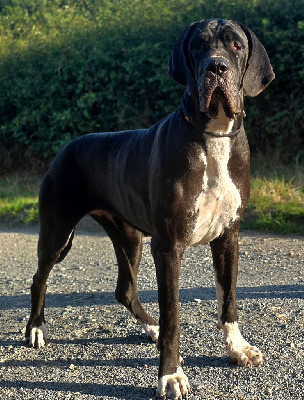 Étalon Dogue allemand - Ushuaïa de l'oustaina