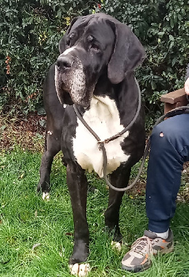 Étalon Dogue allemand - Pairoj De La Vallee Argentee