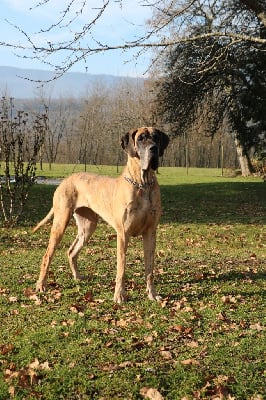 Étalon Dogue allemand - Smooky De La Légende Du Bel Horizon