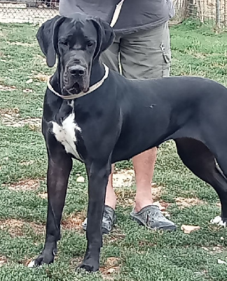 Étalon Dogue allemand - Ujué Du Temple De Faval