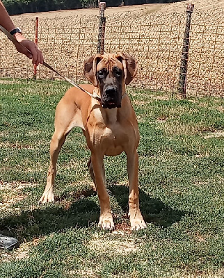 Étalon Dogue allemand - Vestmanna De Batthory