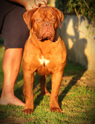 Étalon Dogue de Bordeaux - Vendetta De L'Hannya Rouge