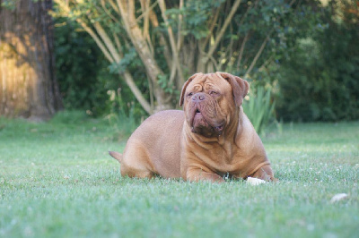Étalon Dogue de Bordeaux - Walya Du Colroy