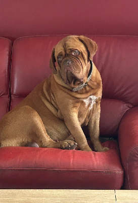Étalon Dogue de Bordeaux - Pearl Du Charme Berronais